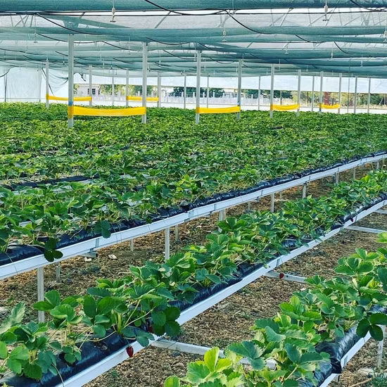 딸기 농업 시스템을 위한 온실 재배 PVC 식물 성장 수경 홈통